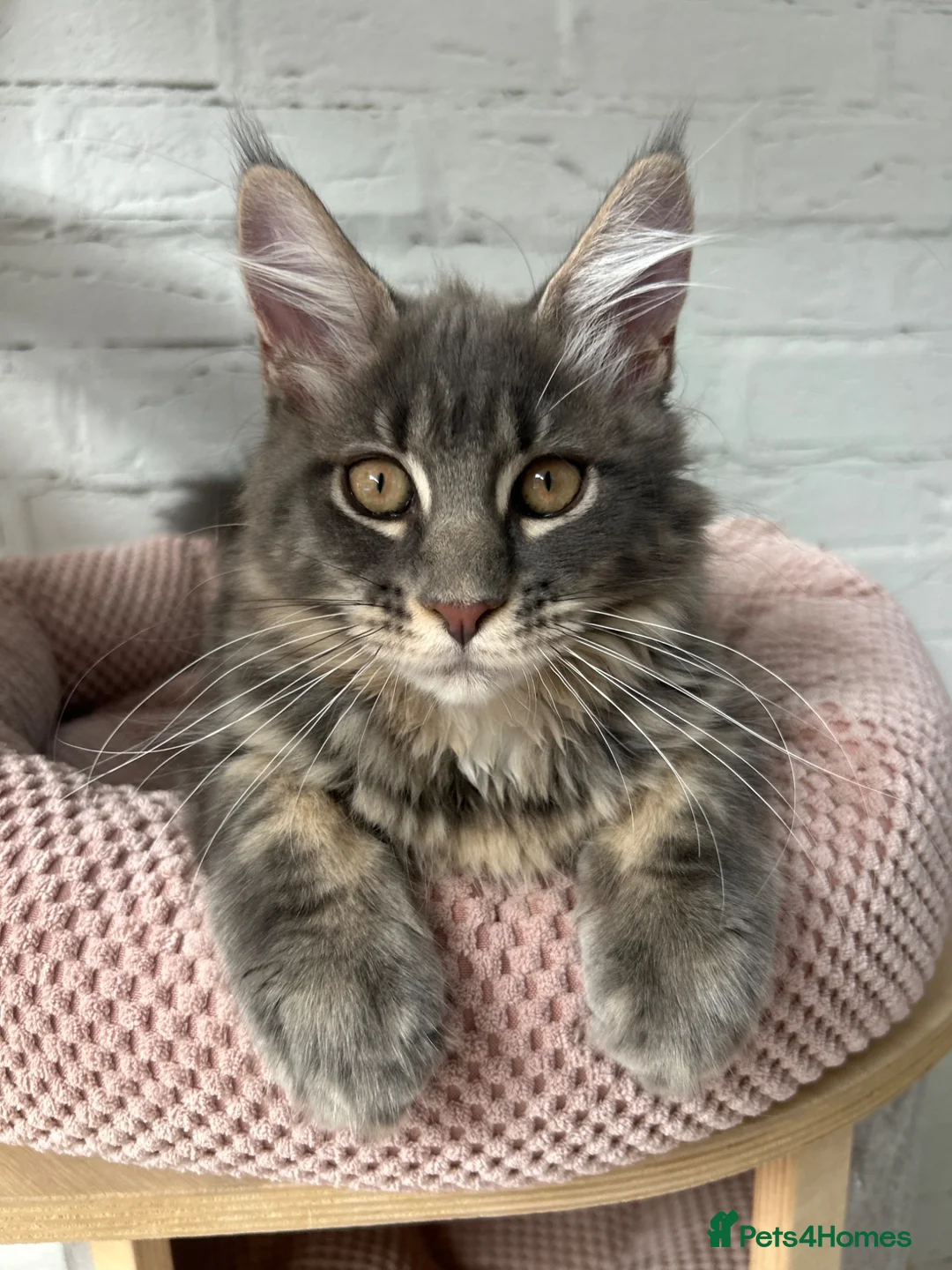 Maine Coon cats for sale: TICA Maine Coon Girls Ready Now DNA clear  - Advert 2