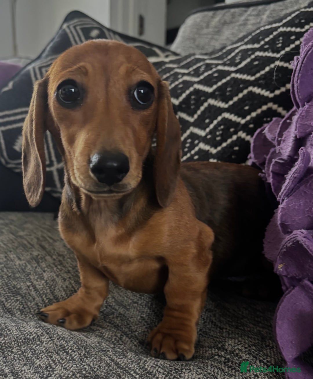 Dachshund dogs for sale: CHAMPION LINE KC REG MINI DACHSHUND GIRLS  - Image 14