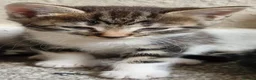 Mixed Breed cats for sale: Beautiful strikingly marked kittens  - Advert 11