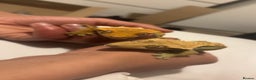 Gecko reptiles for sale: 2 Crested Geckos - Advert 1