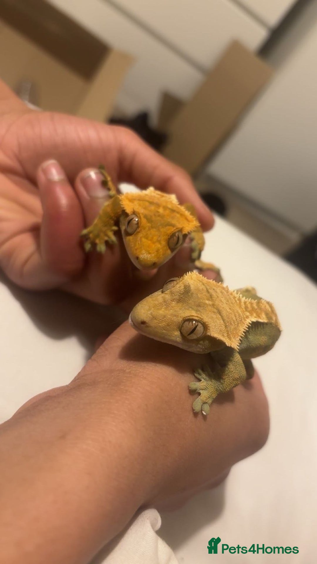 Gecko reptiles for sale: 2 Crested Geckos - Advert 1