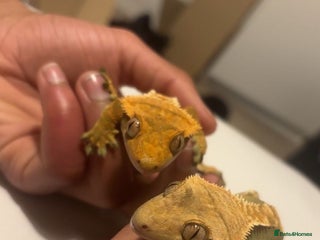 Gecko reptiles 2 Crested Geckos - Advert 2