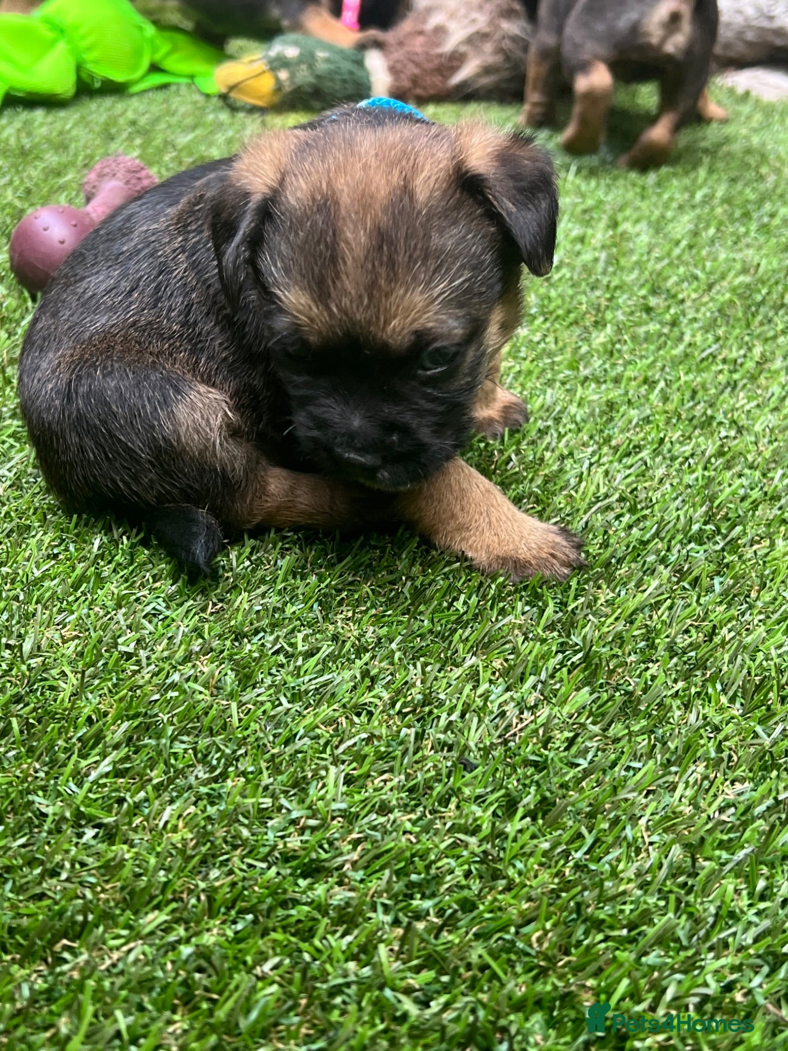 Border Terrier dogs Absolutely Top Quality Border Terriers - Advert 1