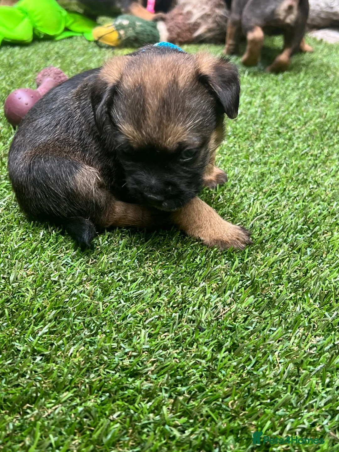 Border Terrier dogs for sale: Absolutely Top Quality Border Terriers - Advert 1
