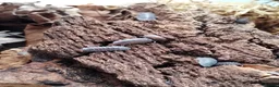 Isopods invertebrates for sale: Isopods Cubaris Ardentiella Sinodillo Spherillo  in Telford - Advert 18
