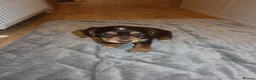 Cocker Spaniel dogs for sale: Cocker spaniel puppies tri - Advert 35
