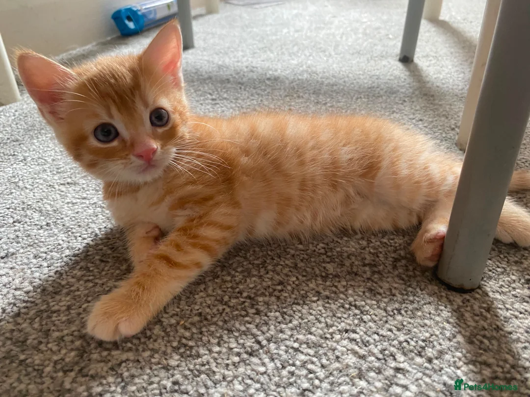 Mixed Breed cats for sale: Two male ginger kittens - Advert 2