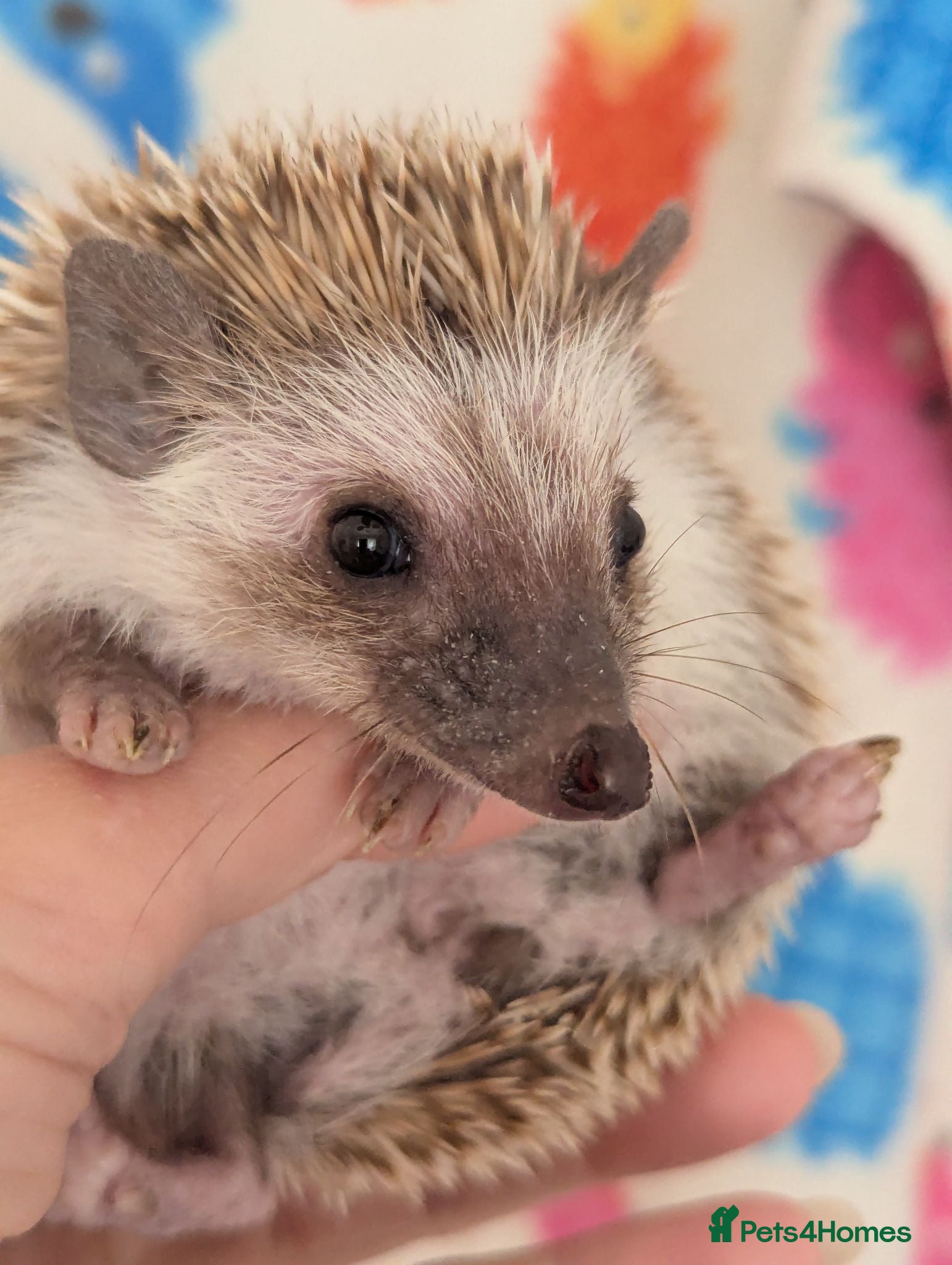 Pygmy Hedgehog rodents Reduced!!! 3 Stunning Females. Ready Now!!!! - Advert 2