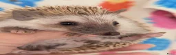 Pygmy Hedgehog rodents for sale: Reduced!!! 3 Stunning Females. Ready Now!!!! - Advert 1