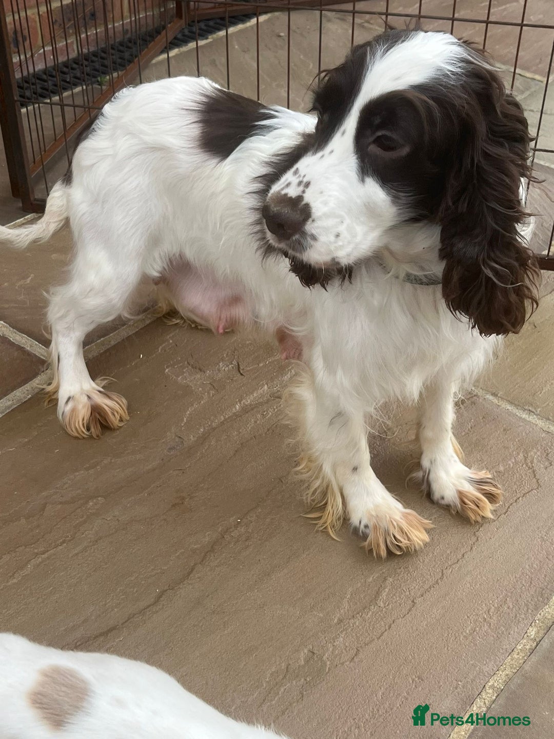 Cocker Spaniel dogs for sale: OUT STANDING  GORGEOUS SHOW TYPE COCKER SPANIEL  - Image 39