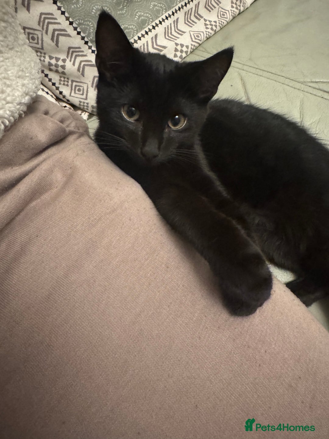 British Longhair cats for sale: Ziggy & Mystic - Advert 2