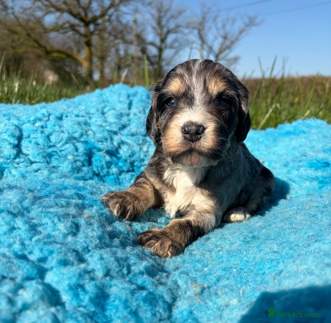 Cockapoo dogs for sale: 🌸 Stunning Multicoloured Cockapoos💙 - Advert 2