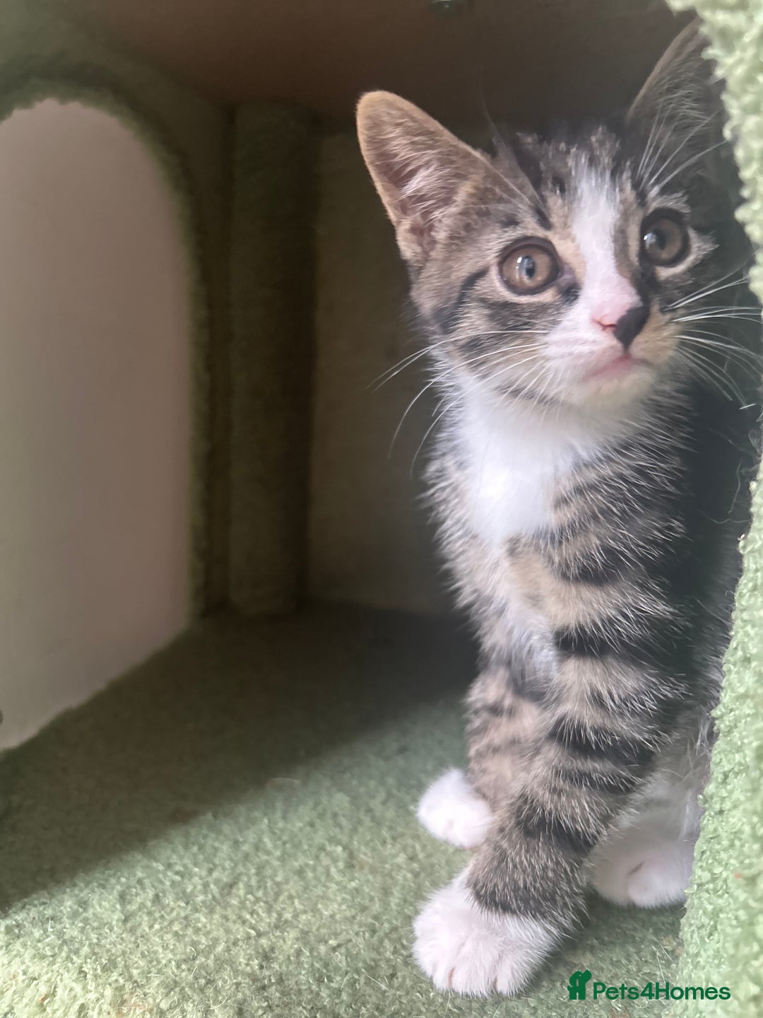 Hamster rodents for sale: 2 kittens available for CARING HOME - Image 5