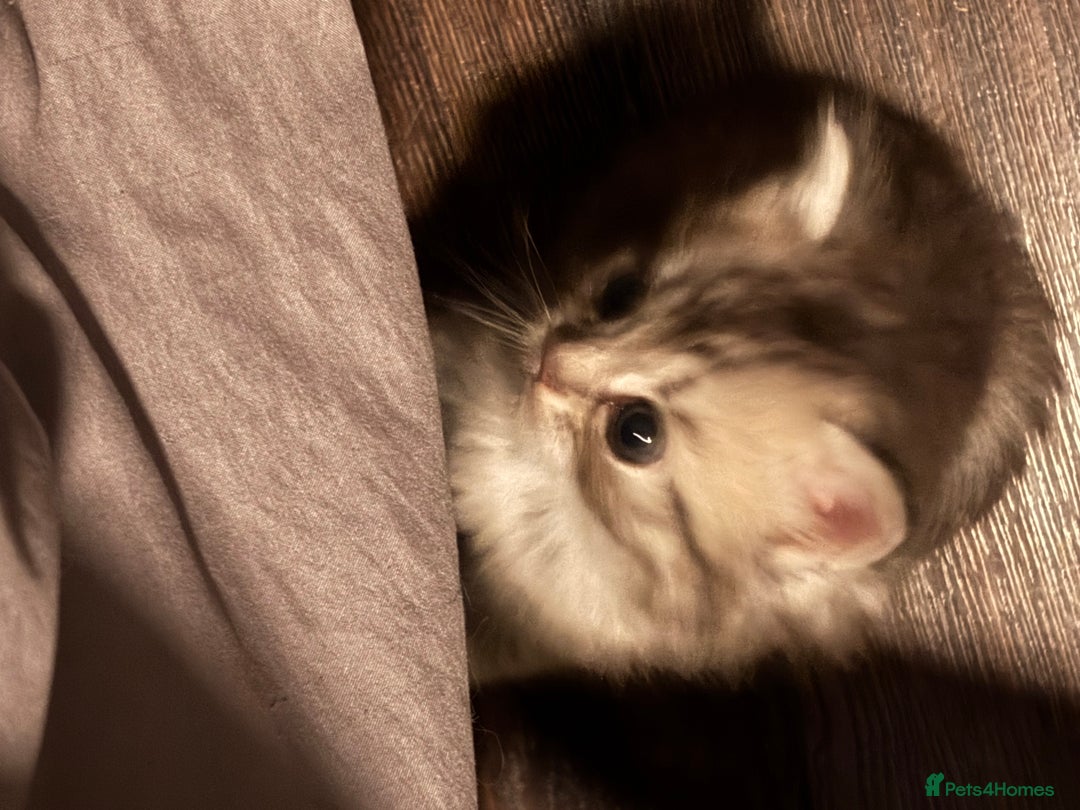 Perdoll cats for sale: Beautiful perdoll babies - Image 14