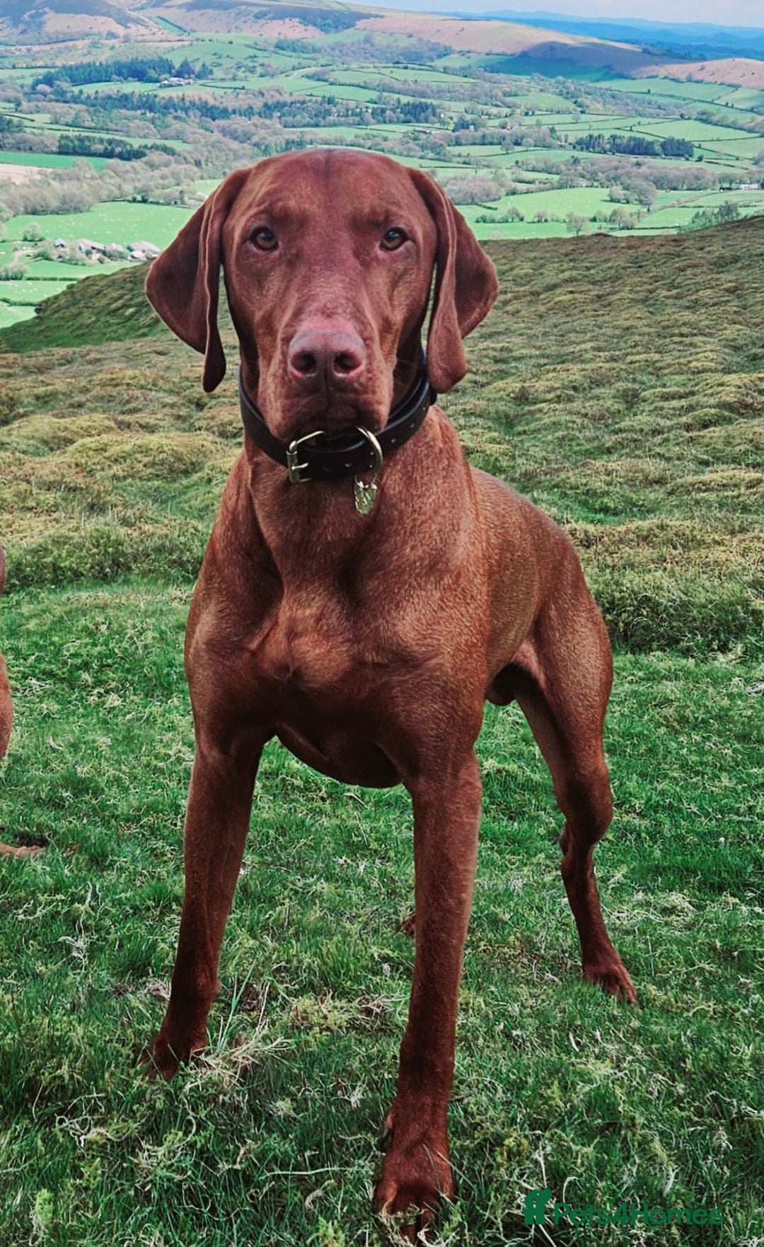 Hungarian Vizsla dogs for sale: Stunning Vizsla Puppies  - Advert 12