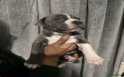 Mixed Breed dogs for sale: Cane Corso x Great Dane pups !! 7 available !! - Image 9