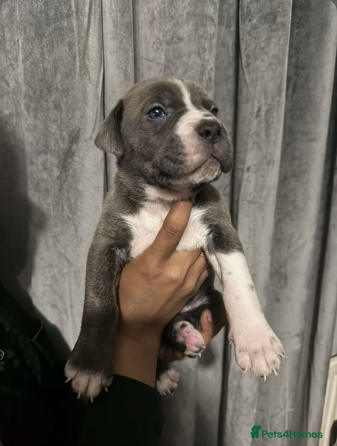 Mixed Breed dogs for sale: Cane Corso x Great Dane pups !! 7 available !! - Image 9