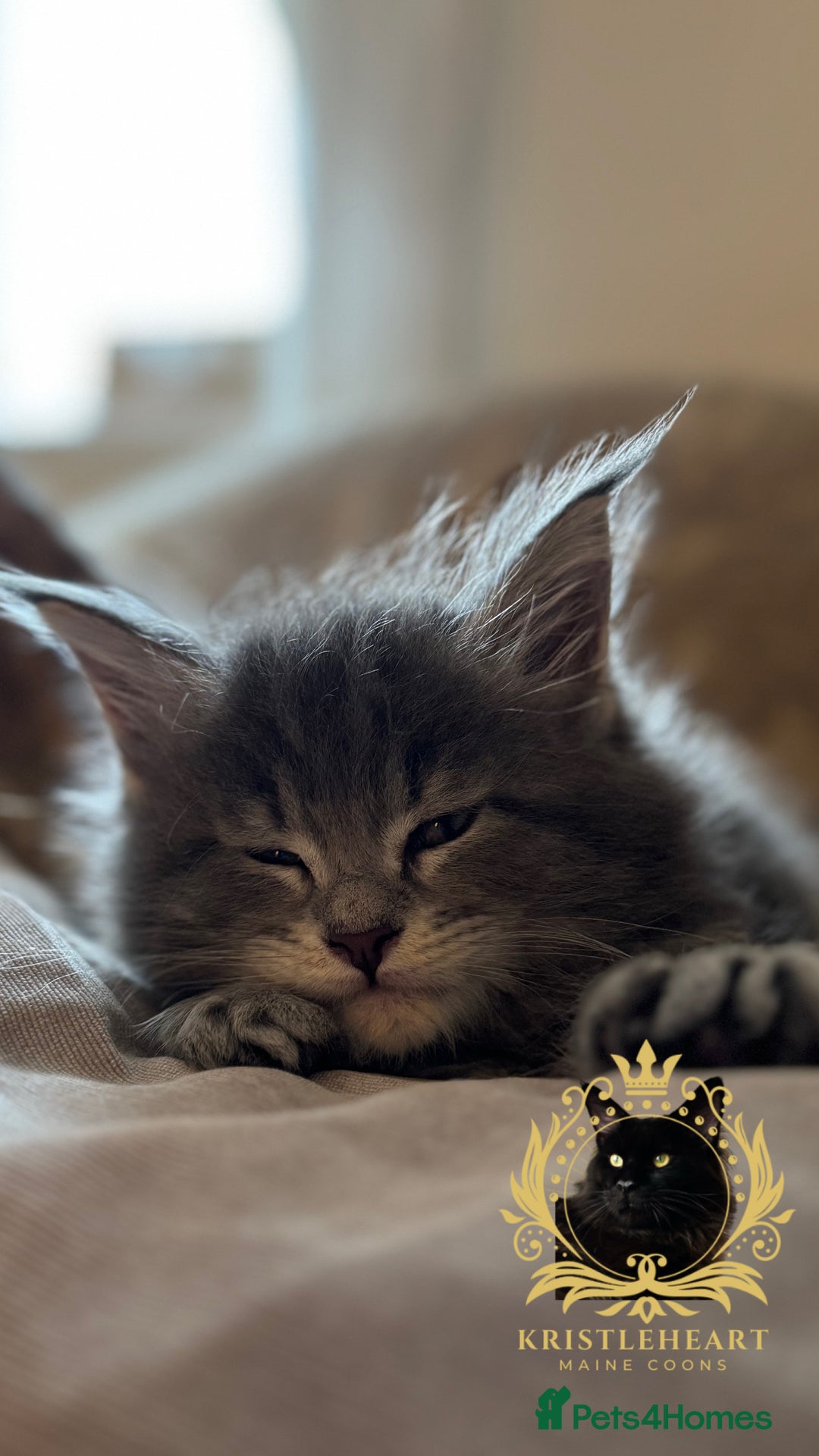 Maine Coon cats for sale: ✨BLUE FEMALE KING-SIZE MAINE COON CUB✨ - Image 4