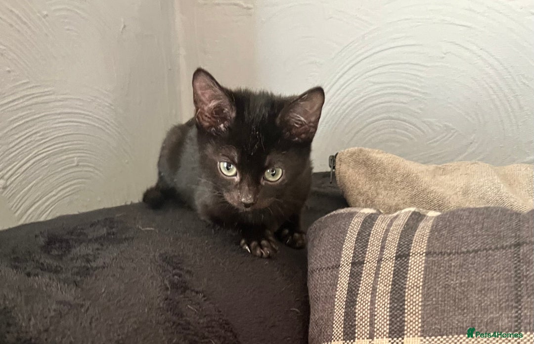 Mixed Breed cats for sale: Munchkin x British shorthair kittens - Advert 13