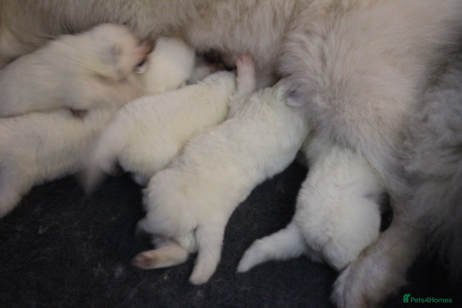 Samoyed dogs Litter of joy and fluffiness  - Advert 1