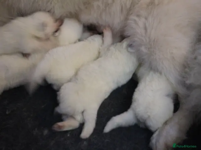 Samoyed dogs for sale: Litter of joy and fluffiness - Advert 8