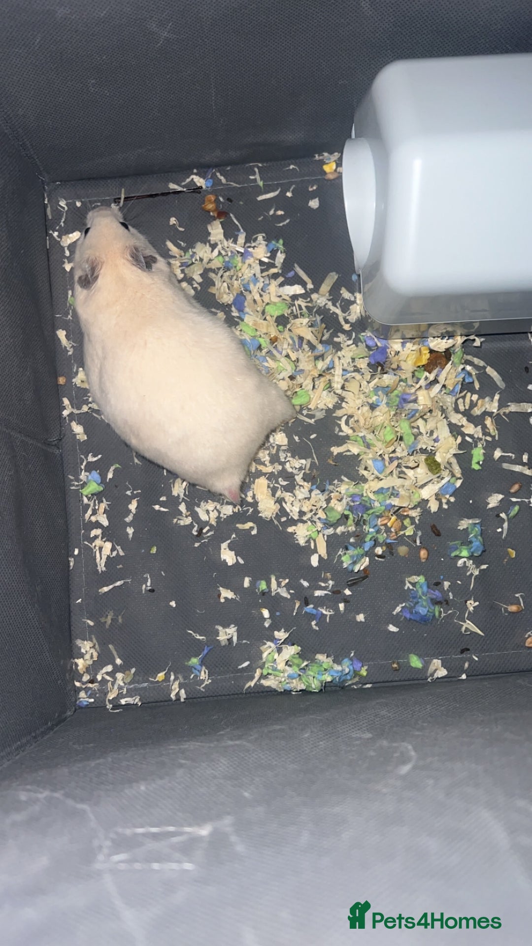 Hamster rodents for sale: Hamster Syrian male  - Advert 1