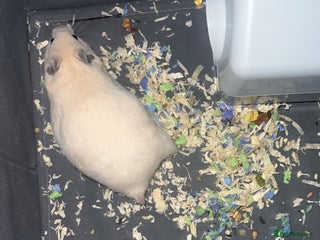 Hamster rodents Hamster Syrian male - Advert 3