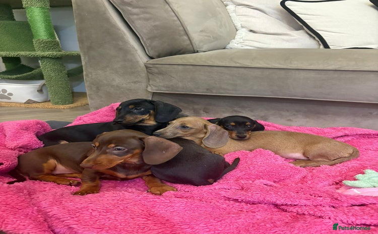 Miniature Dachshund dogs - Advert 2