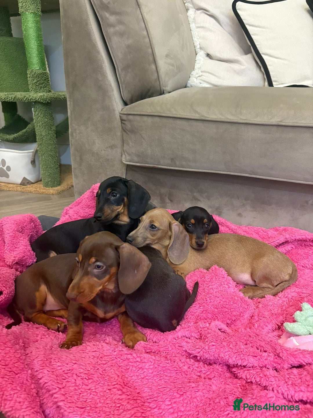 Miniature Dachshund dogs for sale: Little miniature dachshund  - Advert 1