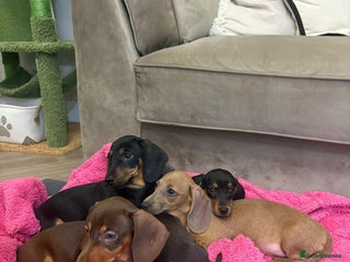 Miniature Dachshund dogs - Advert 8
