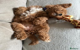 Cavapoo dogs for sale: 6 month old cavapoo (Cora) - Image 5
