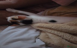 British Shorthair cats for sale: Baby  - Image 3