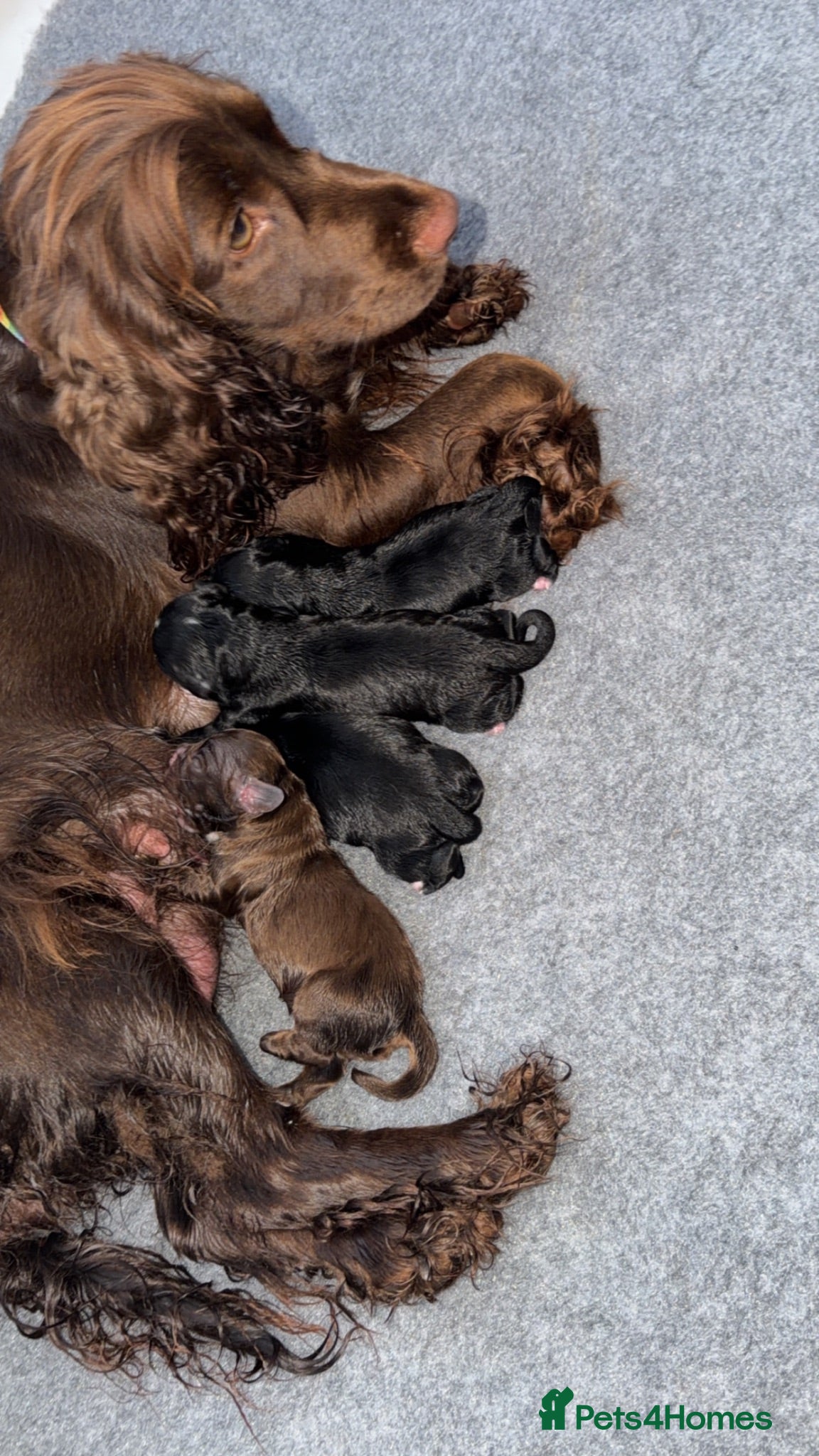 Cocker Spaniel dogs Beautiful puppies - Advert 1