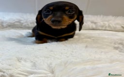 Miniature Dachshund dogs for sale: 2 stunning miniature dachshund puppy’s  - Image 7