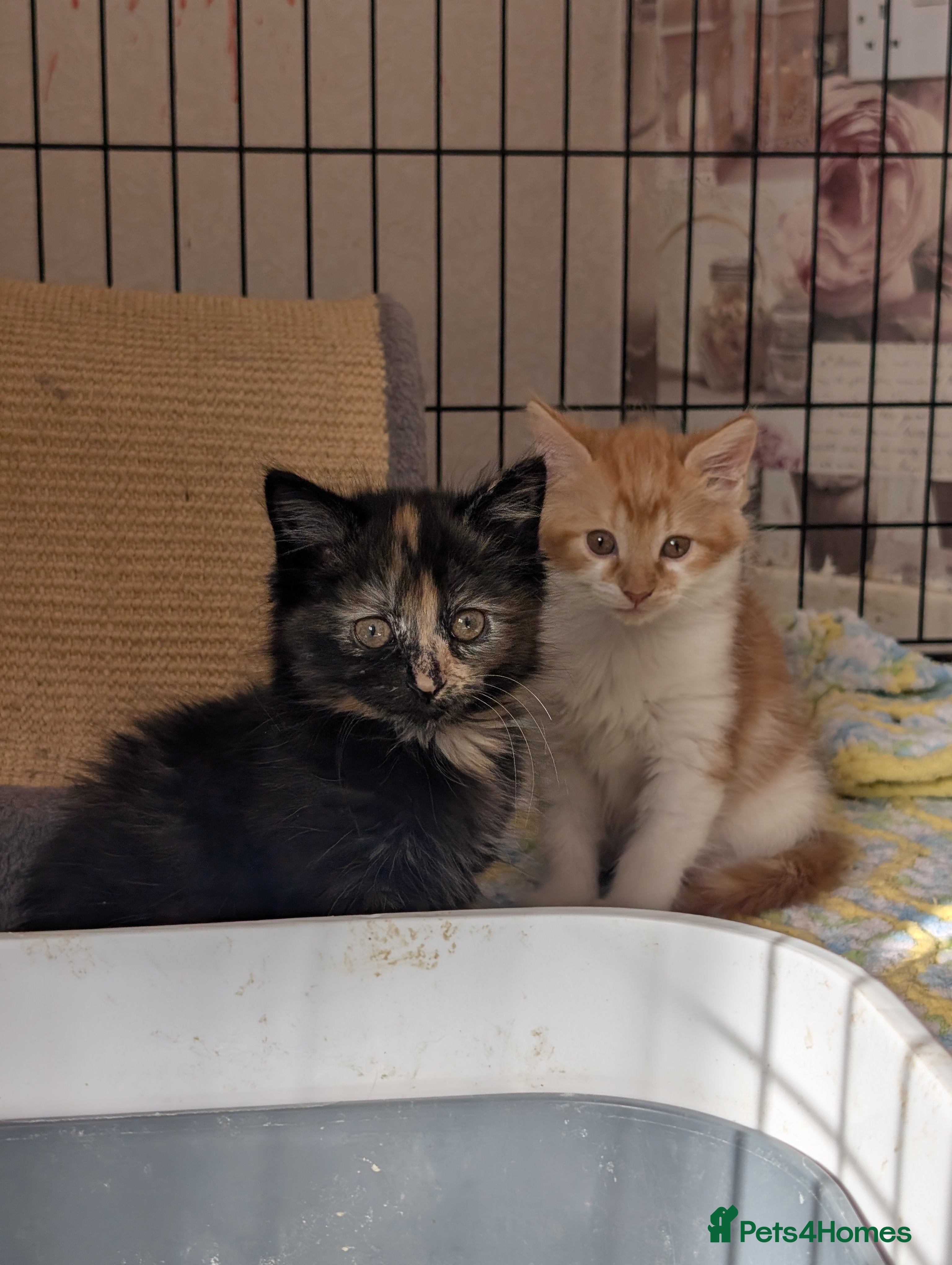 Maine Coon cats Maine-coon Mix for sale  - Advert 2