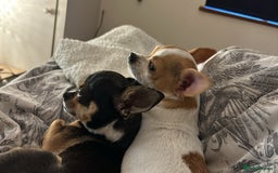 Chihuahua dogs for sale: Puppy  - Image 18