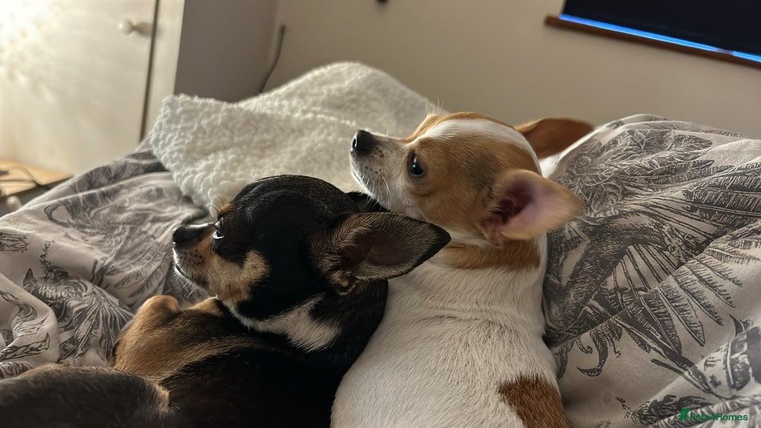 Chihuahua dogs for sale: Puppy  - Image 18
