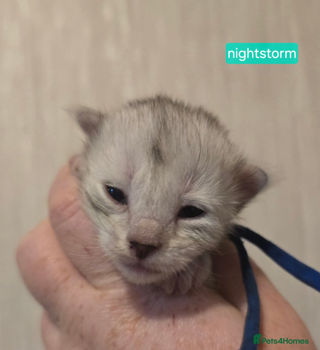 Maine Coon cats for sale: Maine Coon Kittens Silver Imported Shaded Lines - Image 33