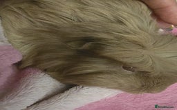 Guinea Pig rodents for sale: Friendly female guinea pigs. Lovely colours - Image 2