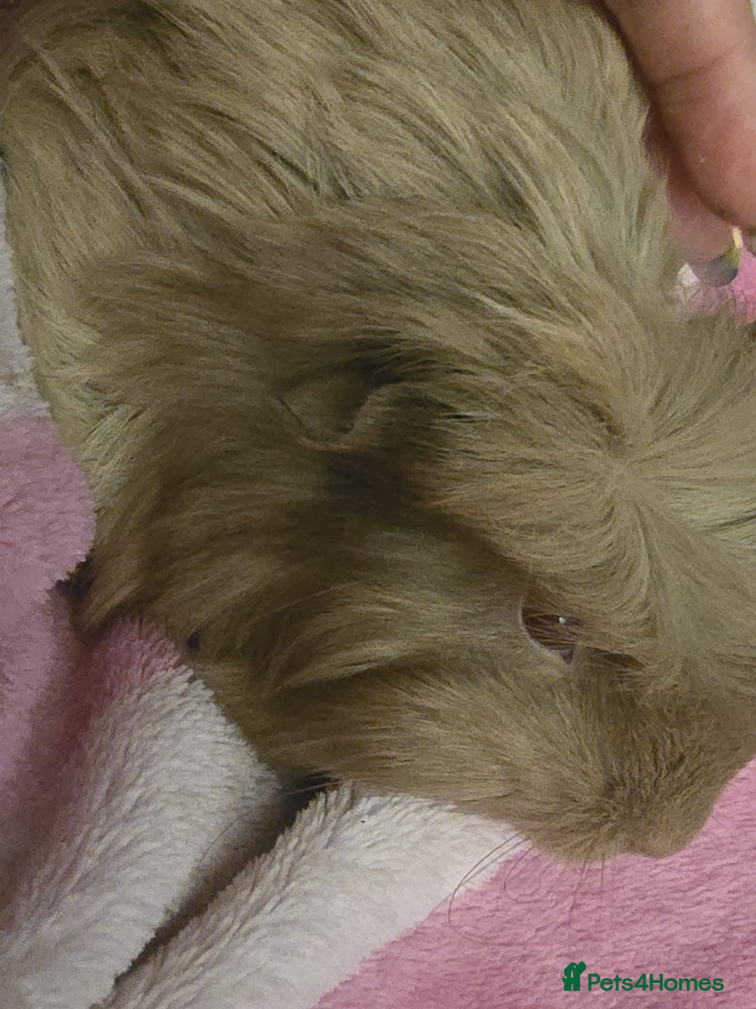 Guinea Pig rodents for sale: Friendly female guinea pigs. Lovely colours - Image 2
