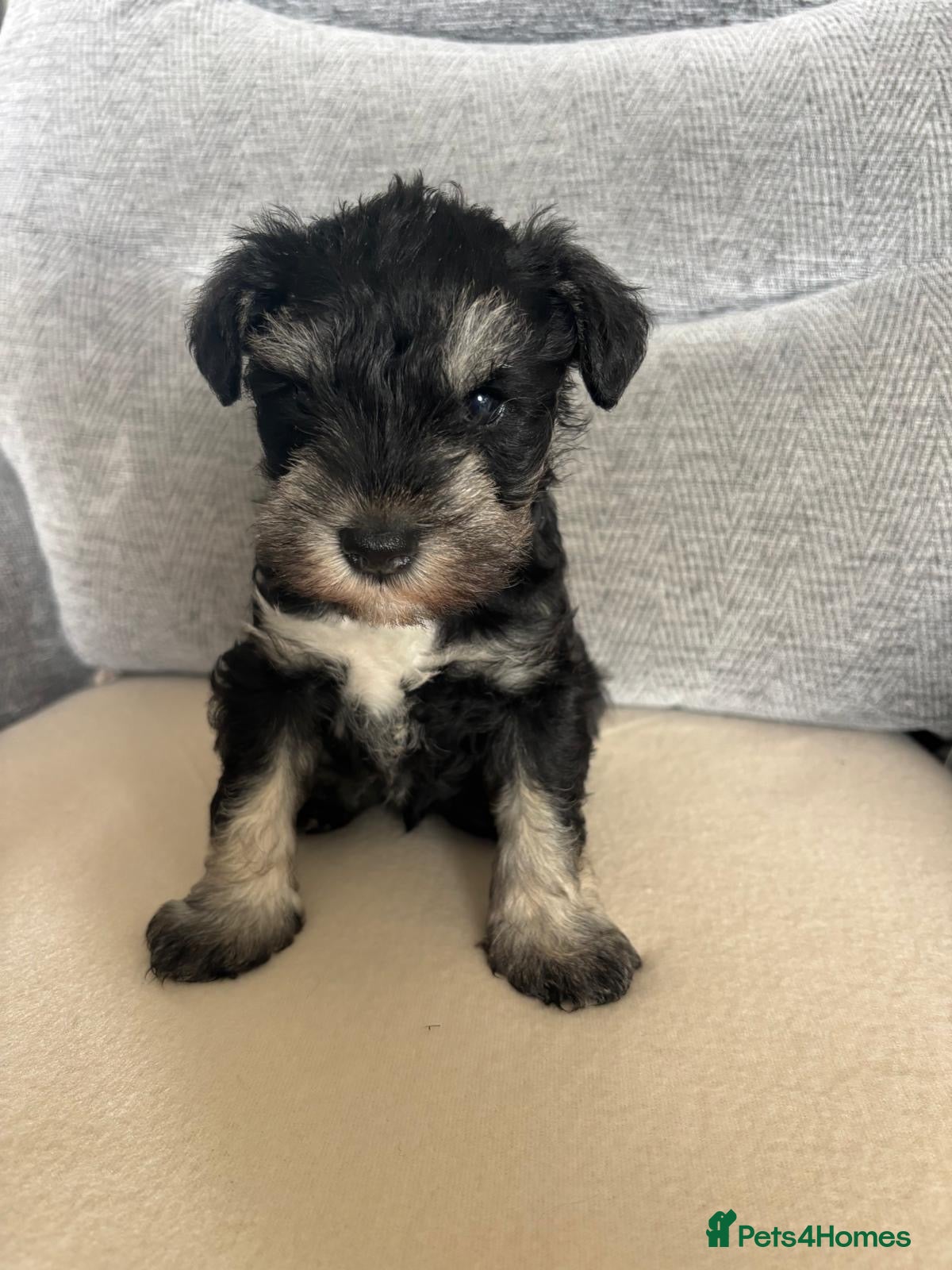 Miniature Schnauzer dogs Beautiful Miniature Schnauzers  - Advert 1