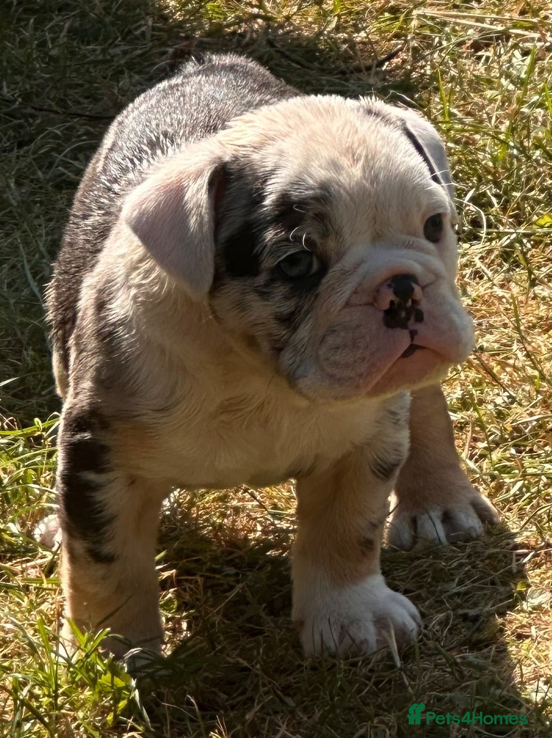 English Bulldog dogs HEALTH TESTED NEBBR REG OLDE ENGLISH BULLDOG PUPS - Advert 2