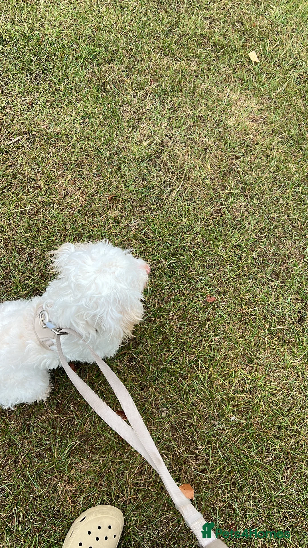 Cockapoo dogs for sale: Willow - Beautiful 1 Year Old Cockapoo in Salford - Advert 5