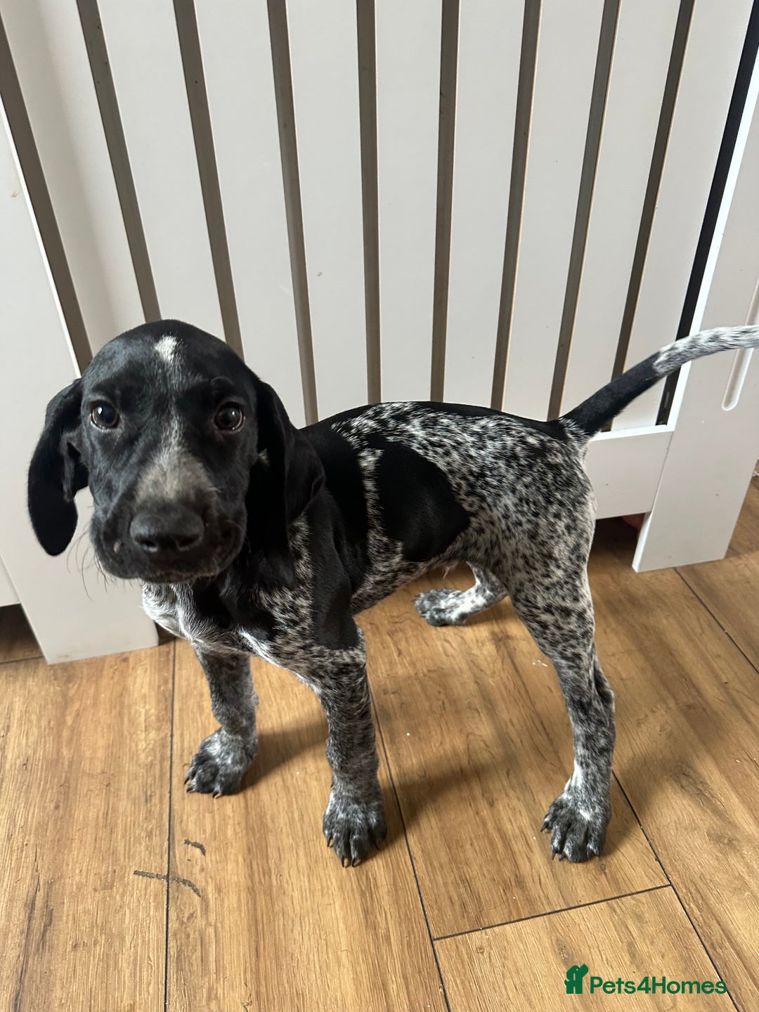 German Shorthaired Pointer dogs for sale: KC reg German shorthaired pointer puppy - Image 3