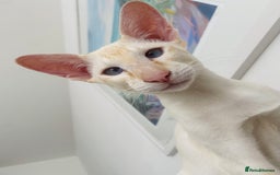 Siamese cats for sale: Siamese Oriental kittens superb pedigree GCCF  - Image 7