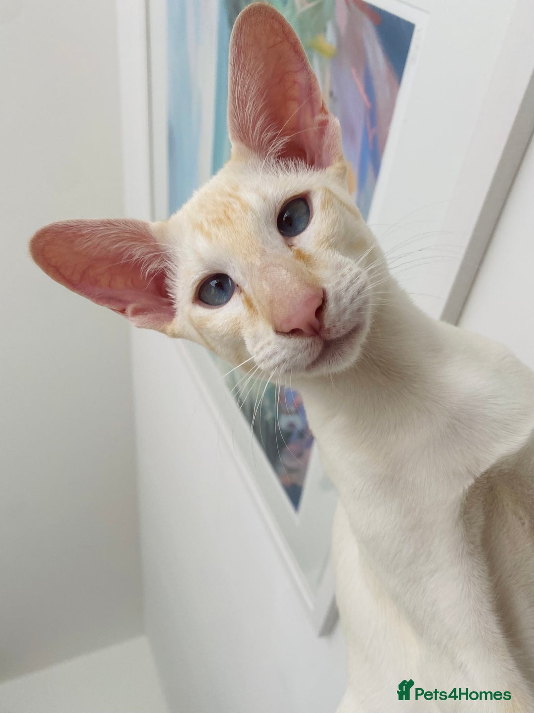 Siamese cats for sale: Siamese Oriental kittens superb pedigree GCCF  - Image 7