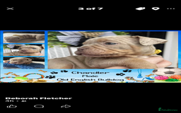 Olde English Bulldogge dogs for sale: Olde English Bulldogs - Advert 23