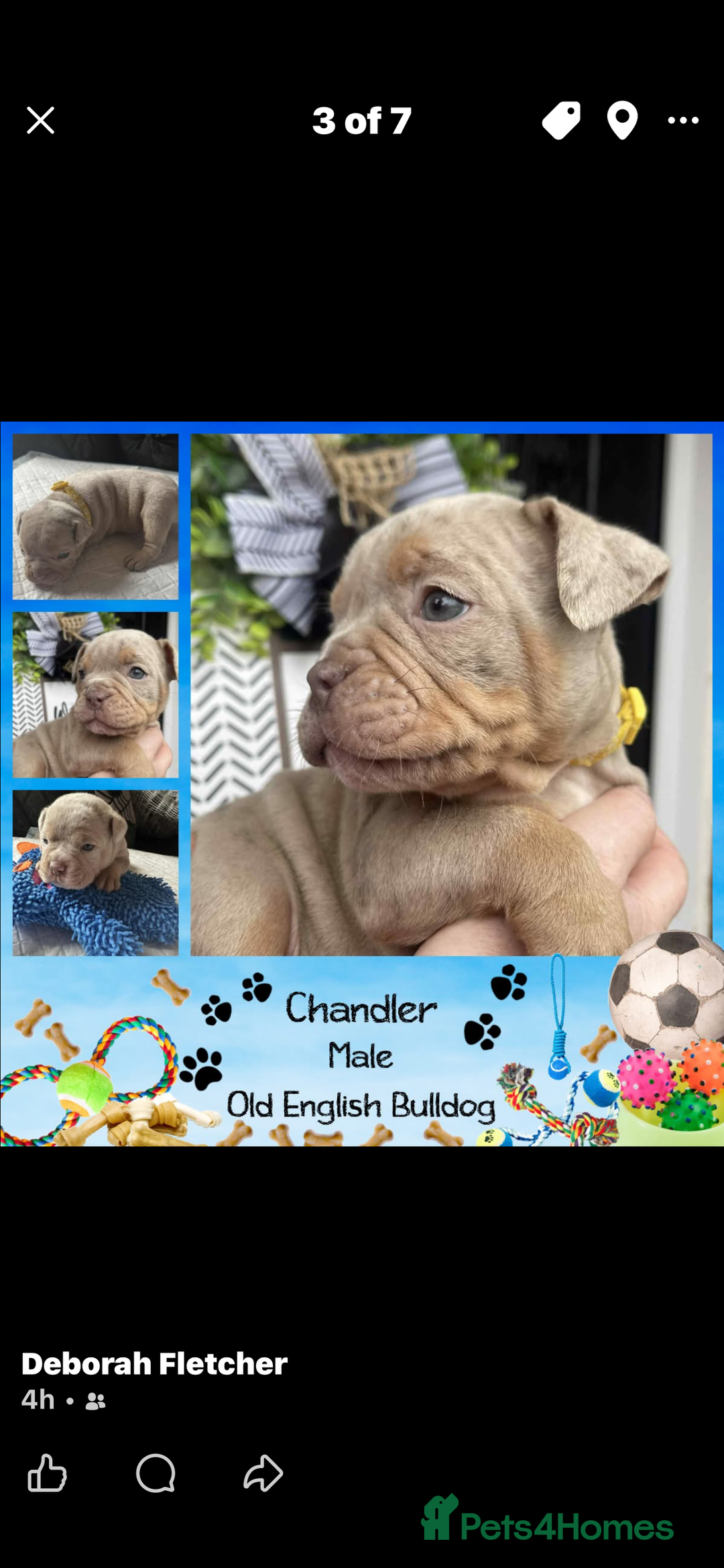 Olde English Bulldogge dogs for sale: Olde English Bulldogs - Advert 23