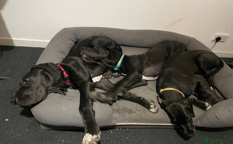 Great Dane dogs in Bathgate - Advert 3