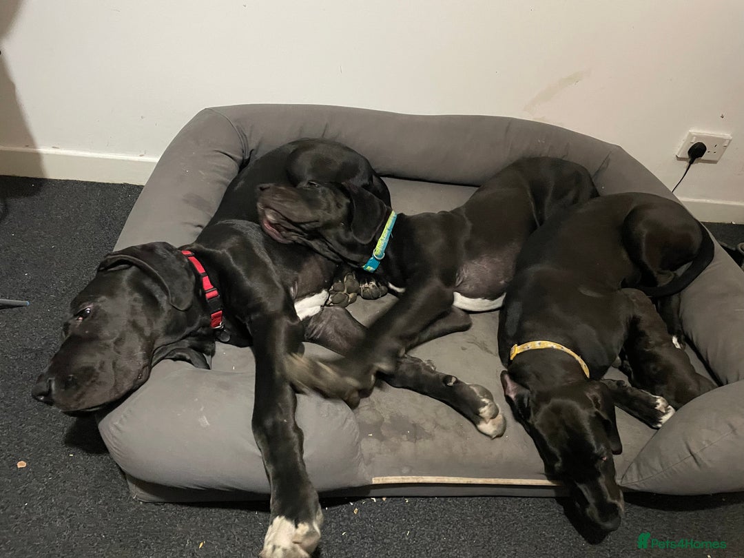 Great Dane dogs for sale: 1M 1F Great Dane pups looking for their new homes. in Bathgate - Image 1